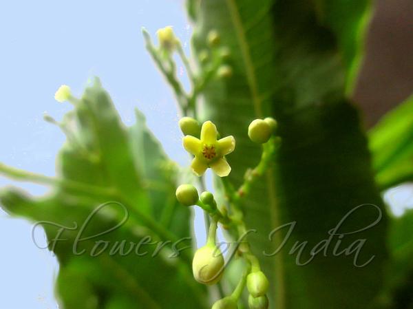 Willow-Leaved Swallow-Root